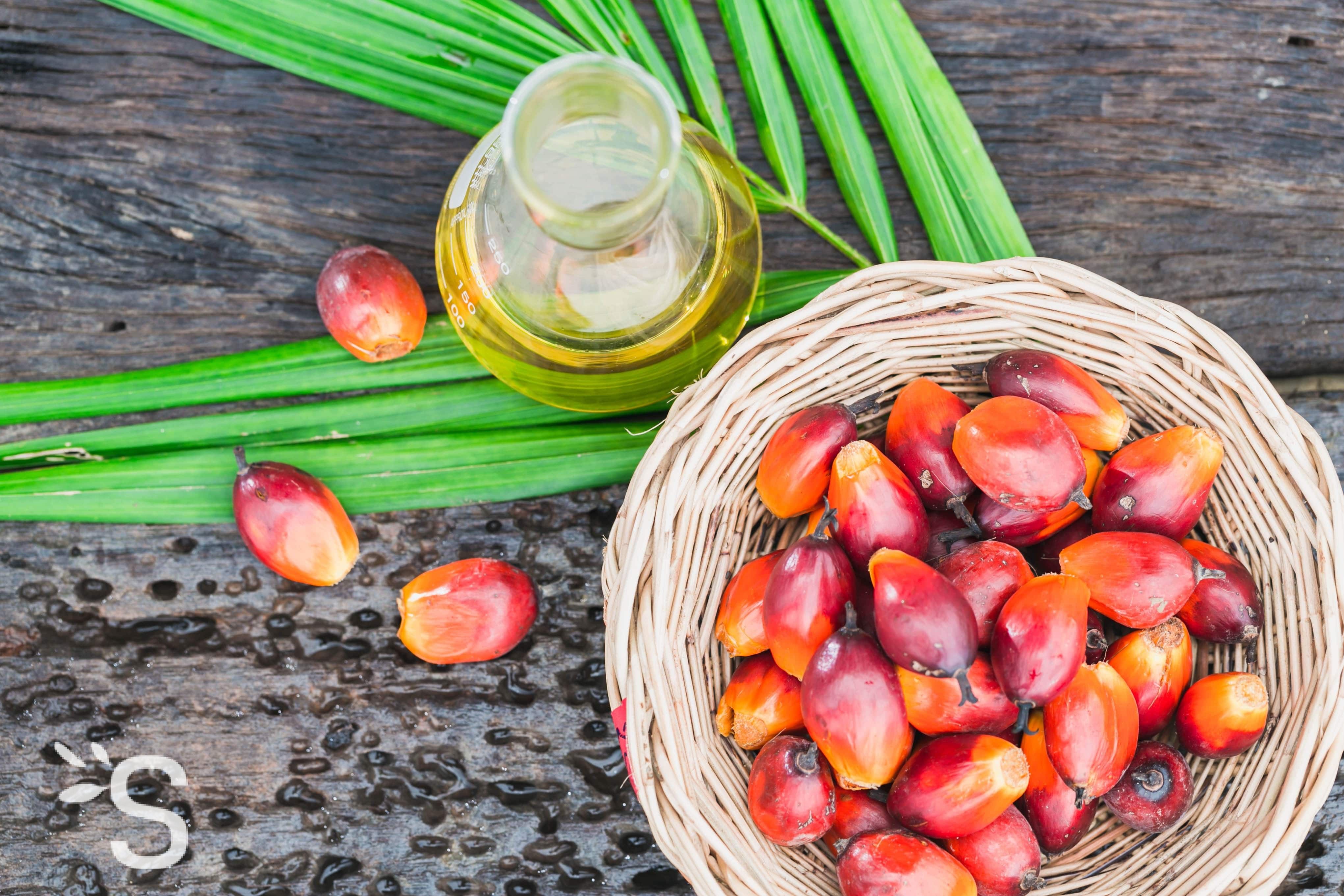 Effets de l'huile de palme sur la santé : quels dangers ?